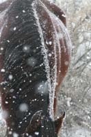 /Oreana/Fandango/2008/gallery/fourSeasons/thumbnails/Let It Snow II DH-6197.jpg